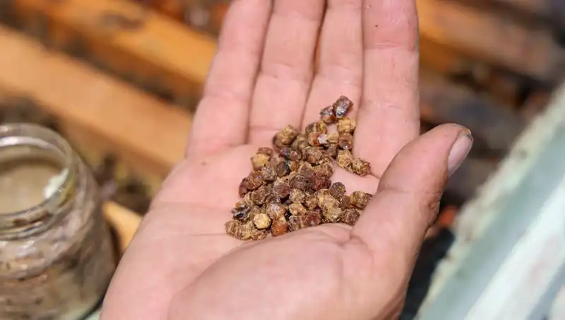 Eskiden Çöpe Giden Besin Şimdi 3 Bin TL’den Satılıyor: Protein Mucizesi