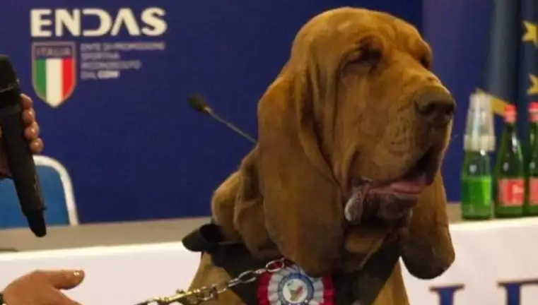 Arama Köpeğine Çivili Sosisle Düzenlenen Suikast: Güvenlik Tehdit Altında!