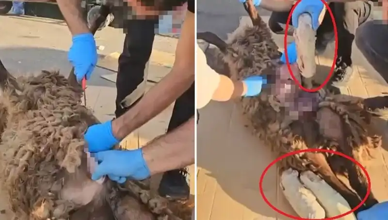 Zehir Tacirlerinin İğrenç Oyunları: Ölü Koyunun Karnında Ne Çıktı?
