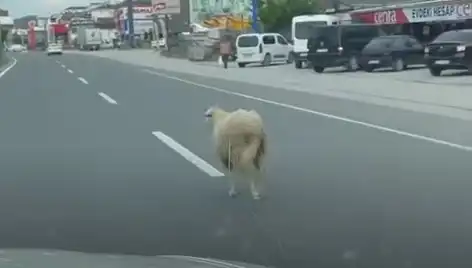 Yalova’da Kaçan Kurbanlık Hayvanlar, Trafiği Kilitledi: O Anlar Saniye Saniye Kaydedildi