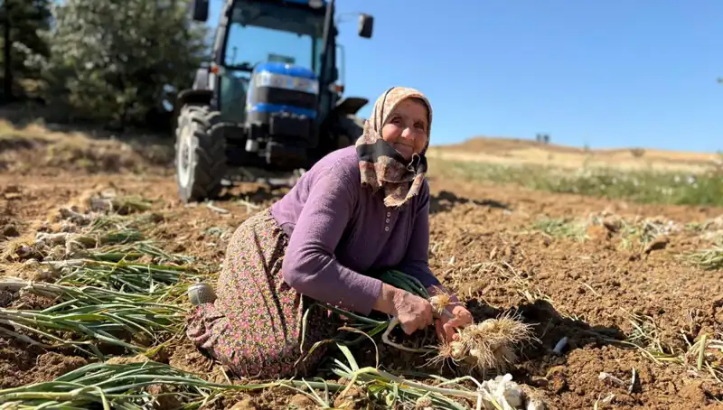 Günlük 1200 Liraya Satılan Selenyumlu Ürün: Tarlalardaki Hazine