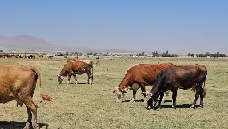 Arin Gölü’nün Kuruması: Bölgedeki Su Krizi Derinleşiyor!