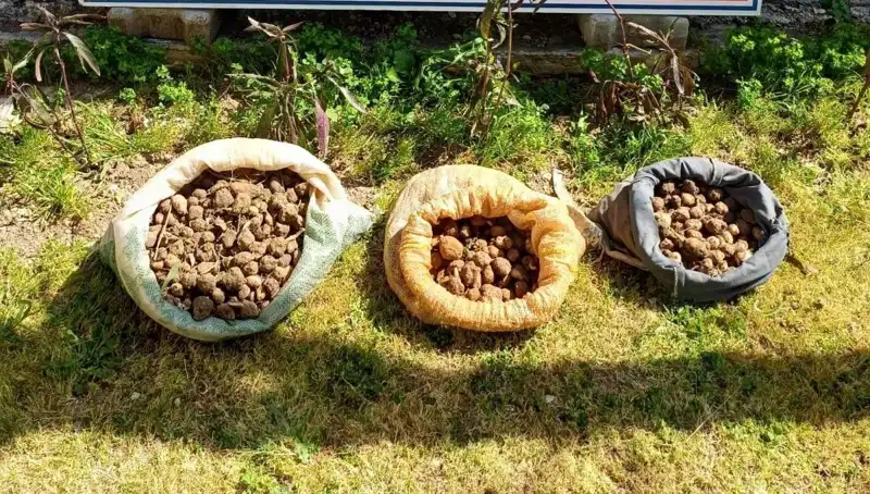 Salep Avcıları: 10 Kilo Salep Toplarken Suçüstü Yakalandılar!