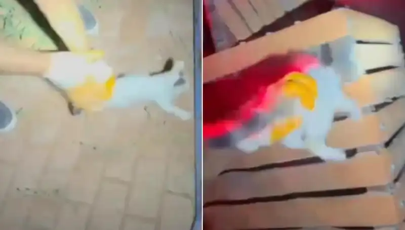 Gece Yarısı İtfaiyesi, Kediyi Kurtarmak İçin Seferber Oldu