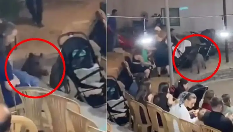 Yaban Domuzu Düğün Töreninde Ortalığı Karıştırdı: Misafirler Paniğe Kapıldı!
