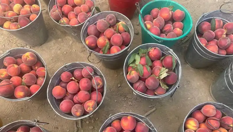 Çiftçiler Sevinçten Uçuyor: Hasat Döneminde Fiyatlar 100 Liraya Ulaştı!