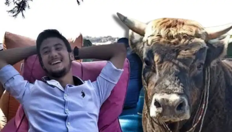 Aydın’da Güreş Boğası Başka Bir Efsaneye İmza Attı!