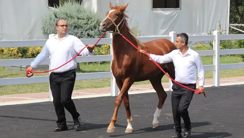 Taşkın Kral: Rekorları Altüst Eden Muazzam Başarı Hikayesi