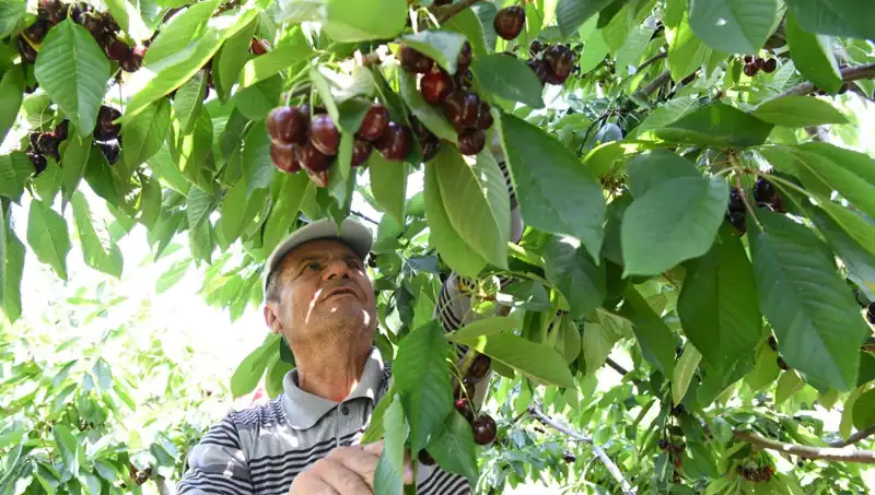 Lapseki Devi: Çay Bardağına Sığmayan Devasa Dikenli Tütün!