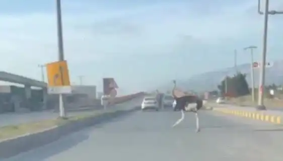 Traffikte Deve Kuşu Görüntüsü Şaşkınlığı Durdurdu!