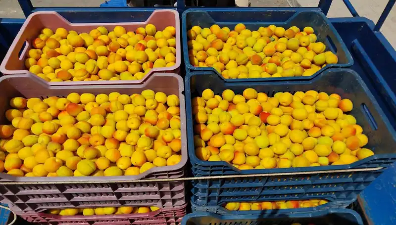 İlk Hasat Sevinci: 500 TL'den Alıcı Buldu, Çiftçiler Umutla Dolu!