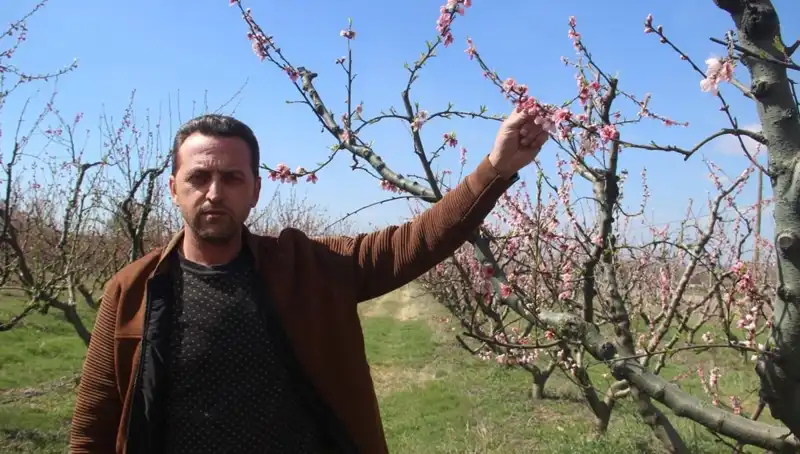 Don Vurması Nedeniyle Çiçek Açan Ağaçlar Kötü Etkilendi