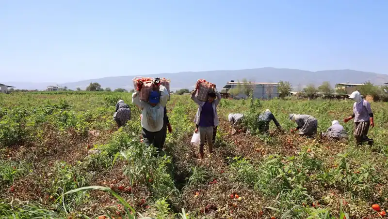 Ekmek Mücadelesinin Kahramanları: Çöl Sıcaklarında Saati 250 TL'ye Çalışan İşçiler
