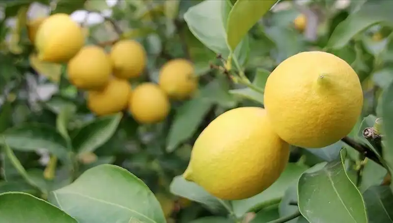 Limonun Fiyatı Üst Seviyeye Çıktı: Adedi 24 Lira Olunca Ne Olacak?