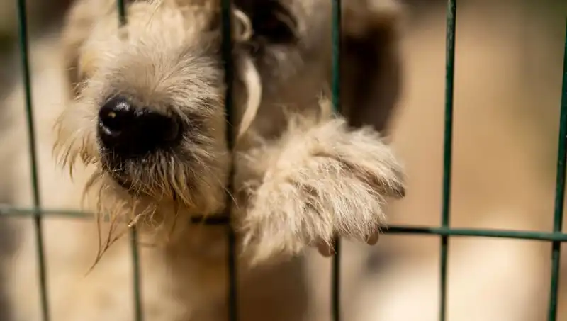 İş Stresi: İnsanların Kaygısı Köpekleri de Etkiliyor