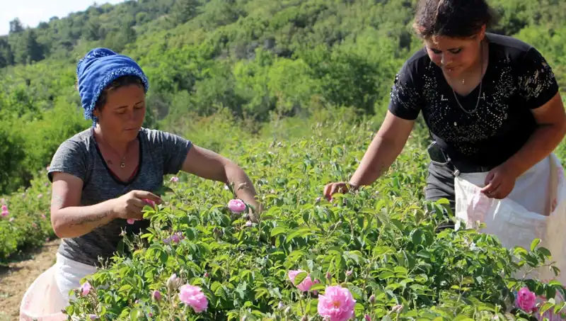 Zirai Don Etkisi: Gül Tarımında Beklenmedik Hasar ve Sonuçları