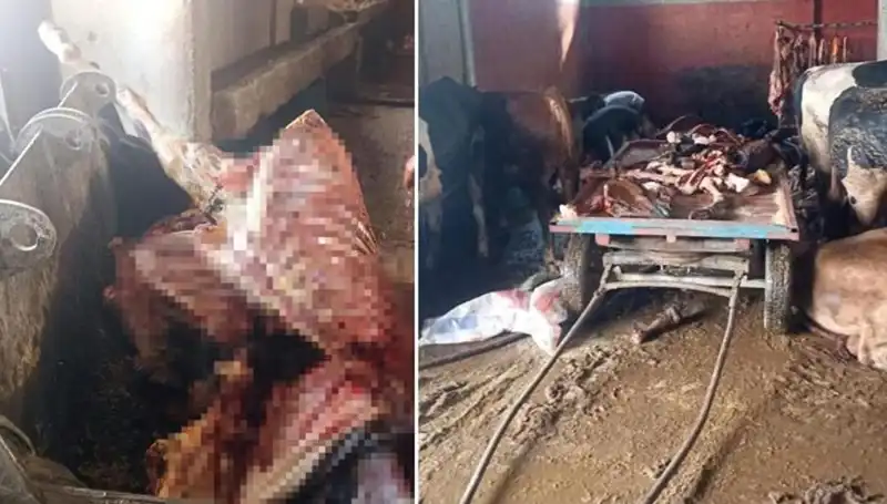 Adana’da 2,5 Ton At Eti Ele Geçirildi, Hayvanlar Son Anda Kurtarıldı