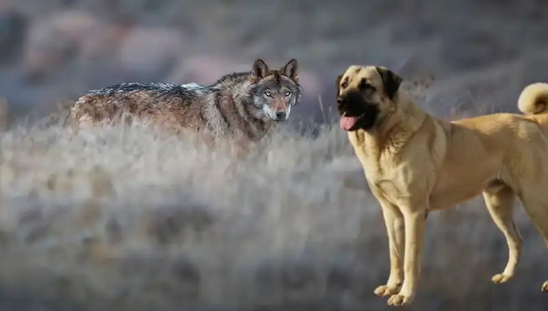 Kangal Köpeğine Olan Talep Artıyor: Kurt Popülasyonundaki Değişimin Etkisi