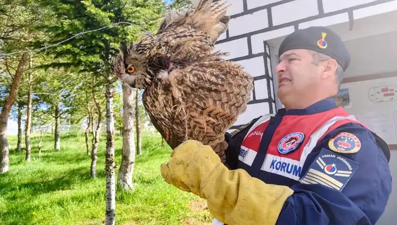 Puhu Kuşu Dikenli Tellere Takıldı, Şimdi Tedavi Altında!