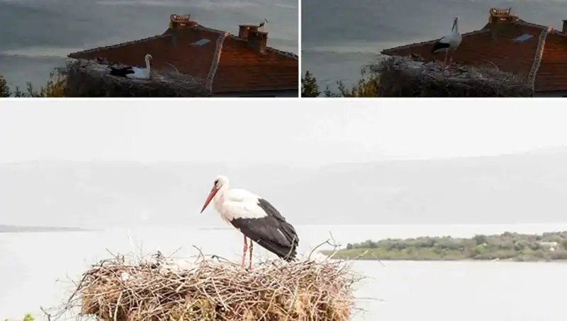Leylek Yaren, Depremin Gelmesini Öngörerek Herkesi Şaşırttı!
