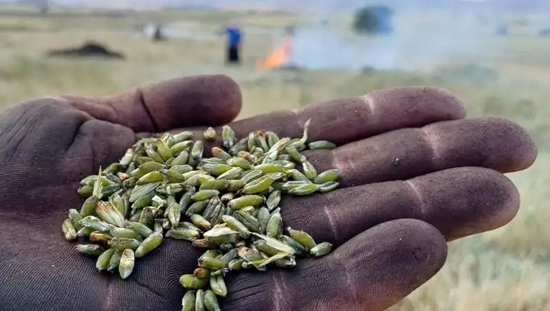 Firik Sezonu Başladı: Doğal Lezzetin Yükselişi ve Sağlık Yararları