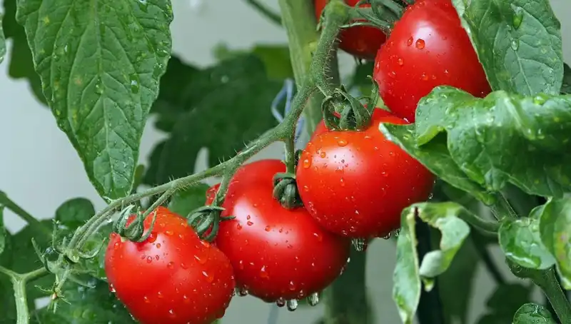 Domatesler Geçmişe Yolculuk Yaparak İnsan Sağlığı Üzerindeki Etkilerini Gözler Önüne Seriyor