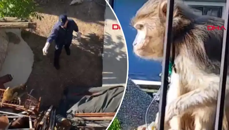 Muğla'da Maymun Kovalamacası: Mahalleli Hayretler İçinde!