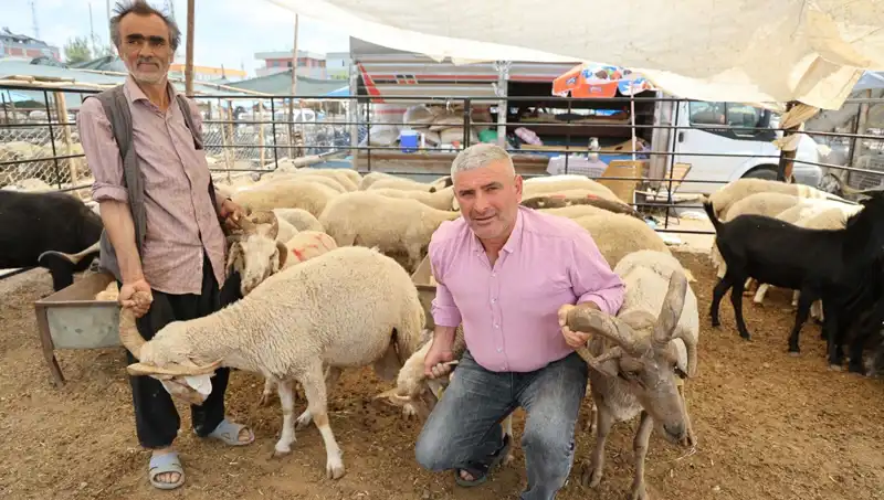 Kurban Pazarının Gözdesi: Dört Boynuzlu Koçlar Neden Tercih Ediliyor?